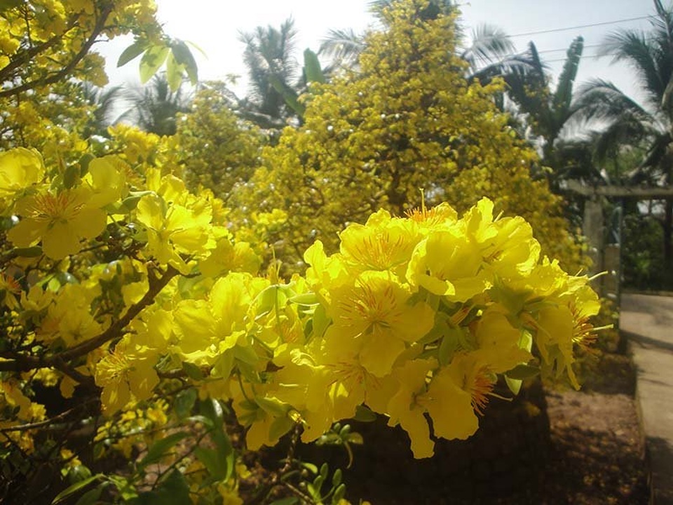 Ngắm vẻ đẹp “hút mắt” của làng mai tiền tỉ ngày đầu năm - 6 Ngắm vẻ đẹp “hút mắt” của làng mai tiền tỉ ngày đầu năm - 6