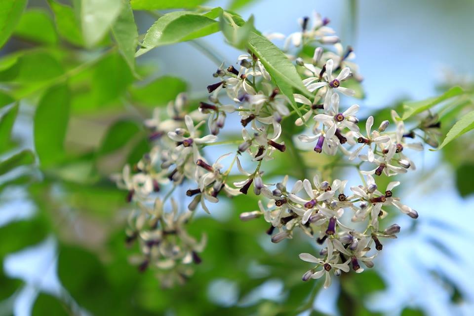 Hoa xoan dịu dàng gợi nhớ tuổi thơ - 6