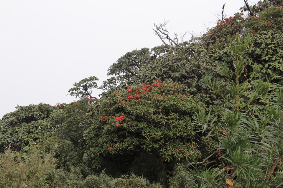 Fansipan Legend hút khách mùa lễ hội hoa đỗ quyên - 6 Fansipan Legend hút khách mùa lễ hội hoa đỗ quyên - 6