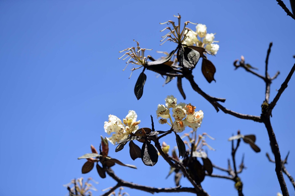 Ngỡ ngàng trước “khung trời hoa” rực rỡ, đẹp đến nao lòng - 6