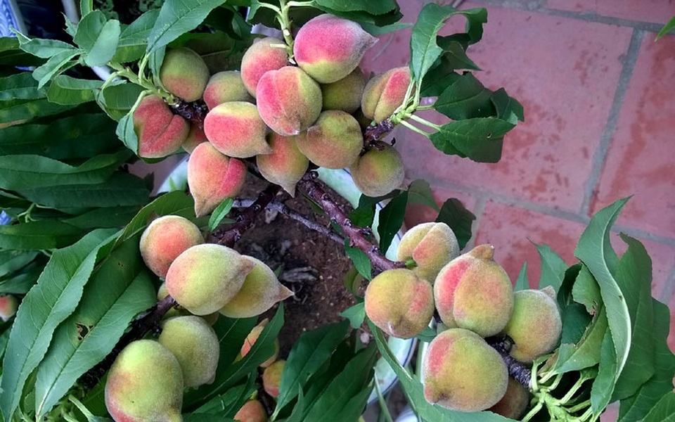 Vườn đào thất thốn ở lưng trời: Thân nhỏ xíu, sai trĩu quả - 7
Mặc dù quả trĩu cành nhưng vẫn quả nào cũng to, đẹp, có những cây quả sai cho tới 2-3kg quả