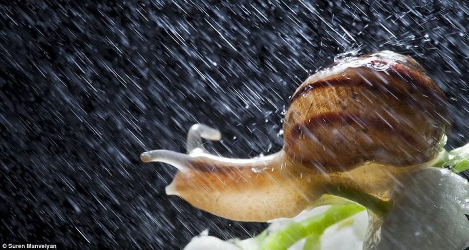 Bộ ảnh tuyệt đẹp về loài ốc sên dưới mưa - 6