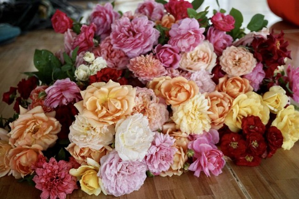 Chồng bỏ lương 100 triệu cùng vợ trồng 100 ngàn cây hoa hồng - 7 Hoa hồng trong vườn của chị Hằng đủ các màu sắc. Thỉnh thoảng hoa nở rộ còn được chị hái tặng khách tới thăm vườn