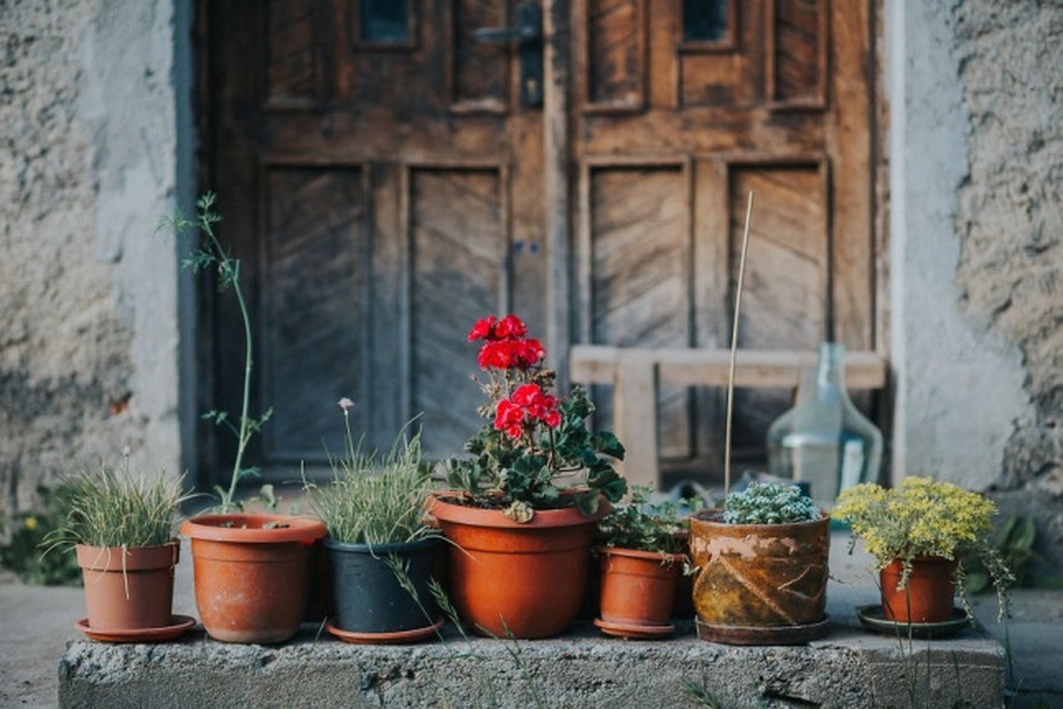 Những chậu cây nho nhỏ cũng mang nét lãng mạn riêng