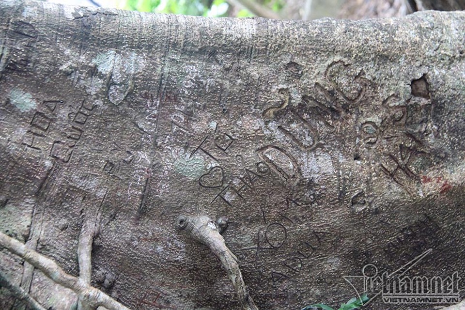 Cây 800 tuổi ở Đà Nẵng "đau đớn" vì chằng chịt "lời tỏ tình" - 7 Cây 800 tuổi ở Đà Nẵng "đau đớn" vì chằng chịt "lời tỏ tình" - 7