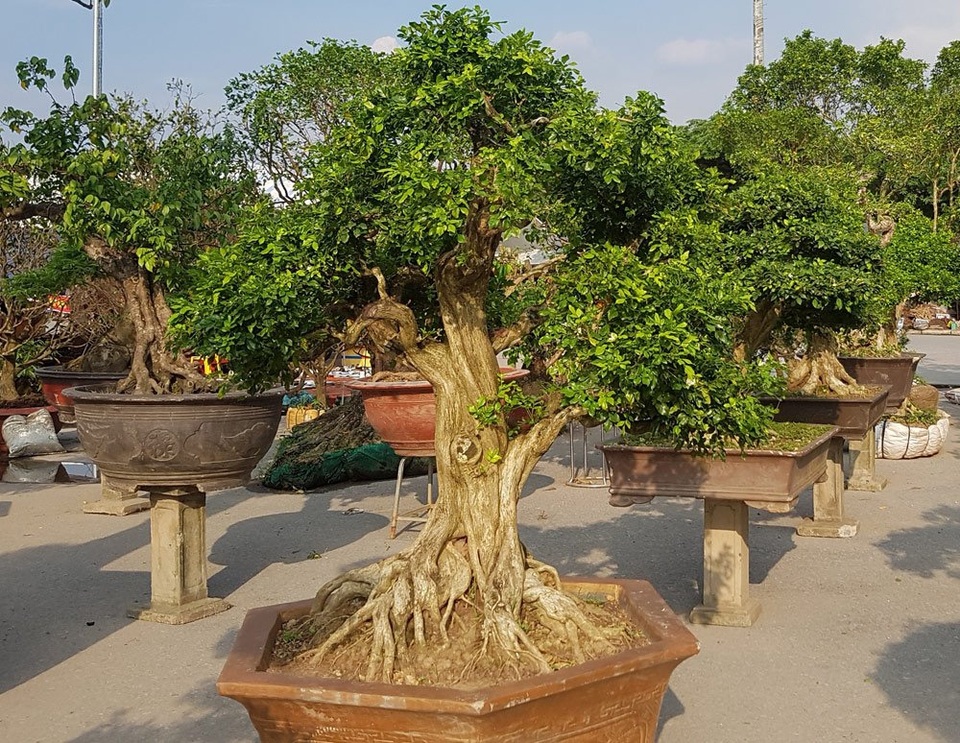 
Cây nguyệt quế có kích thước tương đối lớn với đường kính thân gần bằng bắp đùi người trưởng thành. Đây là cây ra hoa hầu như quanh năm, hoa chùm, màu trắng, có mùi thơm dễ chịu
