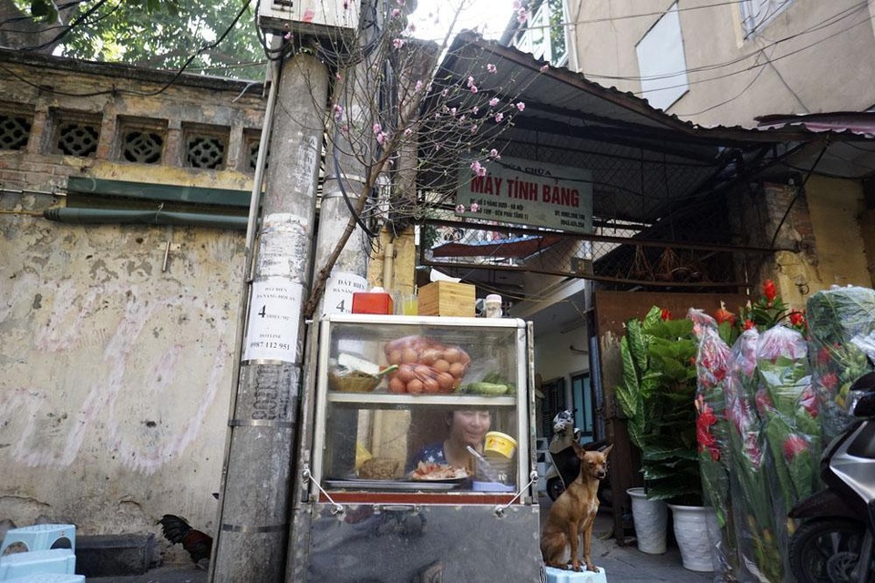 Cành đào xuân trên đường phố.