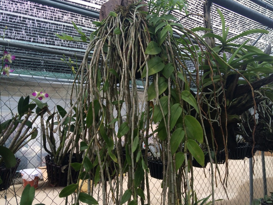 Những giò lan rừng "khủng" có giá hàng chục triệu đồng - 7
Lan Giả Hạc còn mọc rất dài xuống dưới nhìn khá bắt mắt