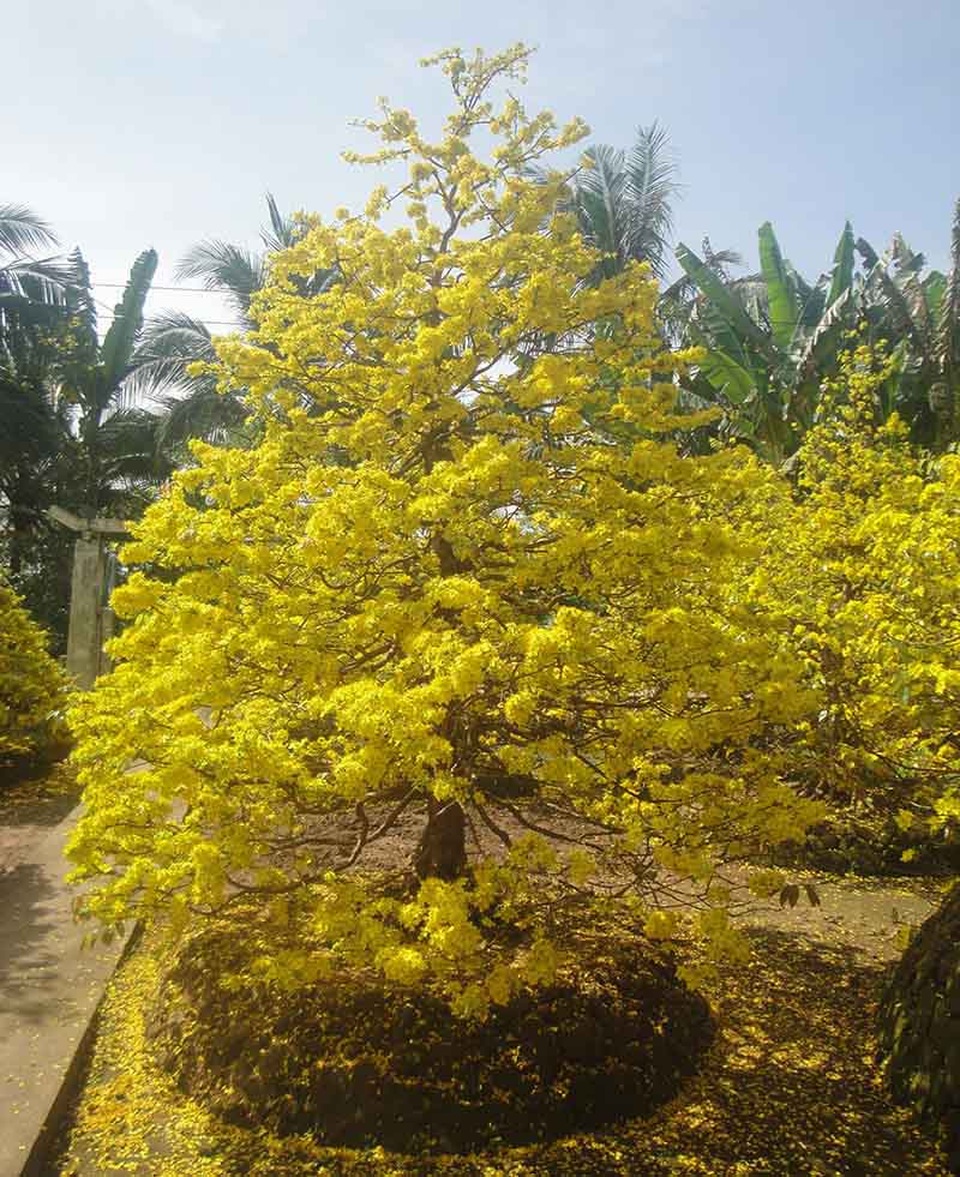 Ngắm vẻ đẹp “hút mắt” của làng mai tiền tỉ ngày đầu năm - 7 Ngắm vẻ đẹp “hút mắt” của làng mai tiền tỉ ngày đầu năm - 7