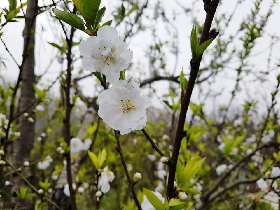 Đặc sắc hơn cả chính là hoa bạch đào được trồng tại khu Hậu viện phía sau khu tâm linh. Vốn là loài hoa quý hiếm, chỉ dành cho những người quyền quý nên bạch đào toát lên vẻ đẹp kiêu sa, thanh khiết, thoạt nhìn dễ lầm tưởng với các loài hoa mai của vùng Nam Bộ.