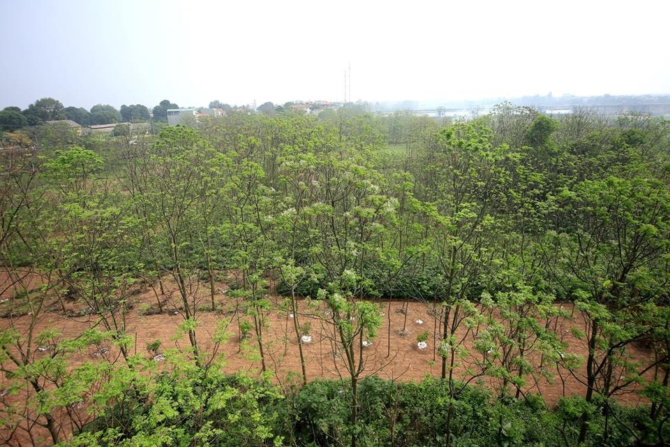 Hoa xoan dịu dàng gợi nhớ tuổi thơ - 7