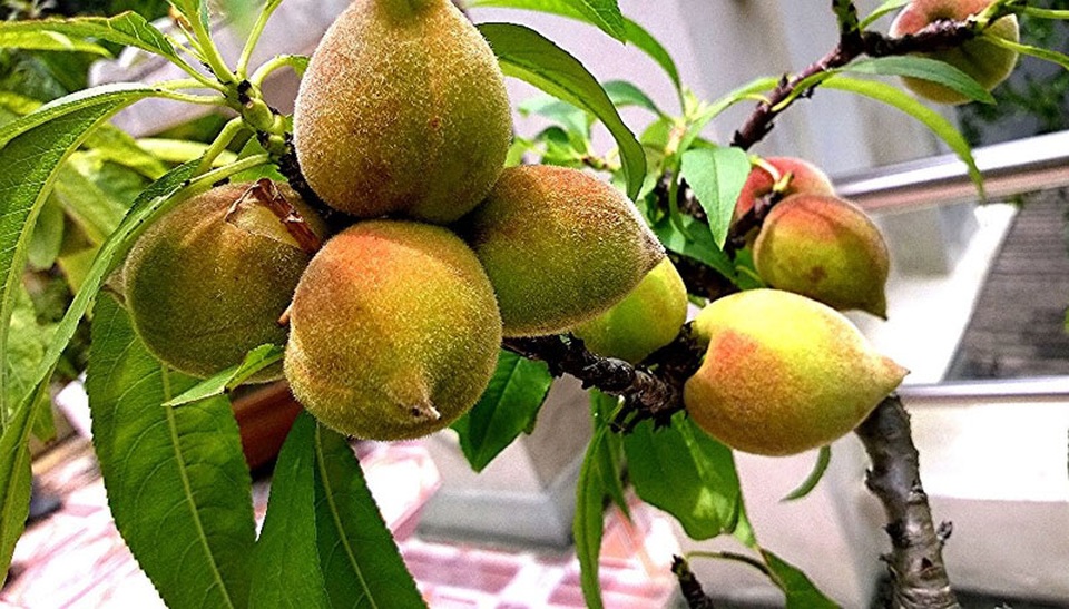 Vườn đào thất thốn ở lưng trời: Thân nhỏ xíu, sai trĩu quả - 8
Theo anh, đào khi ra quả chăm sóc không khó, chỉ cần tưới nước hàng ngày tùy vào thời tiết