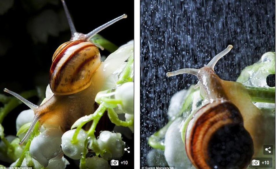 Bộ ảnh tuyệt đẹp về loài ốc sên dưới mưa - 7