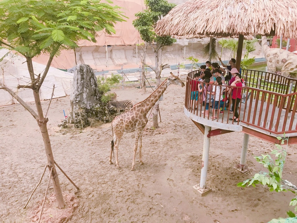 Điểm đến không thể bỏ qua dịp 2.9 - 7 Những chú hươu cao cổ thân thiện vượt gần nửa vòng trái đất từ châu Phi sang định cư tại Việt Nam