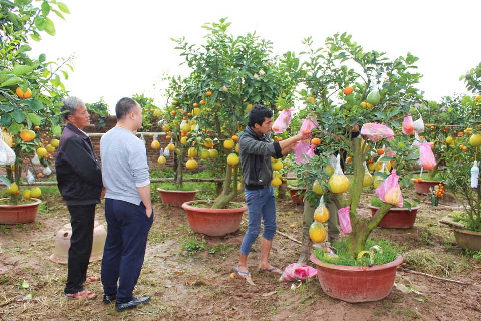 Lão nông thu lãi nửa tỷ đồng mỗi năm nhờ cây ghép 10 loại quả - 8 Trước khi vận chuyển, cây ngũ quả được bọc rất cẩn thận để tránh rụng quả.