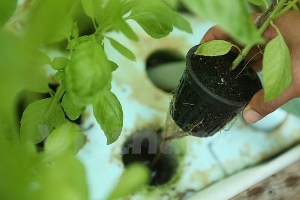 Chân dung người nông dân Mỹ gốc Việt bên bờ sông Mississippi - 9 Chân dung người nông dân Mỹ gốc Việt bên bờ sông Mississippi - 9