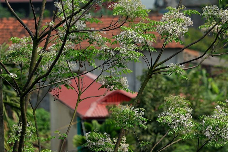 Hoa xoan dịu dàng gợi nhớ tuổi thơ - 8