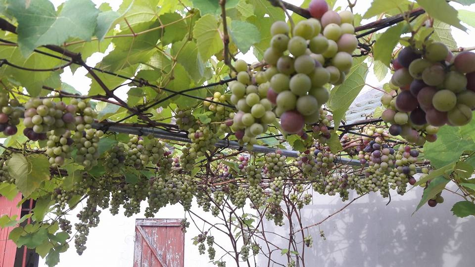 "Siêu nông dân ruộng bê tông": 35m2 sân thượng thu 2 tạ nho - 9 "Siêu nông dân ruộng bê tông": 35m2 sân thượng thu 2 tạ nho - 9