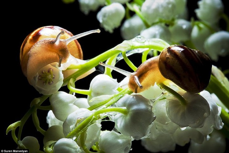 Bộ ảnh tuyệt đẹp về loài ốc sên dưới mưa - 8