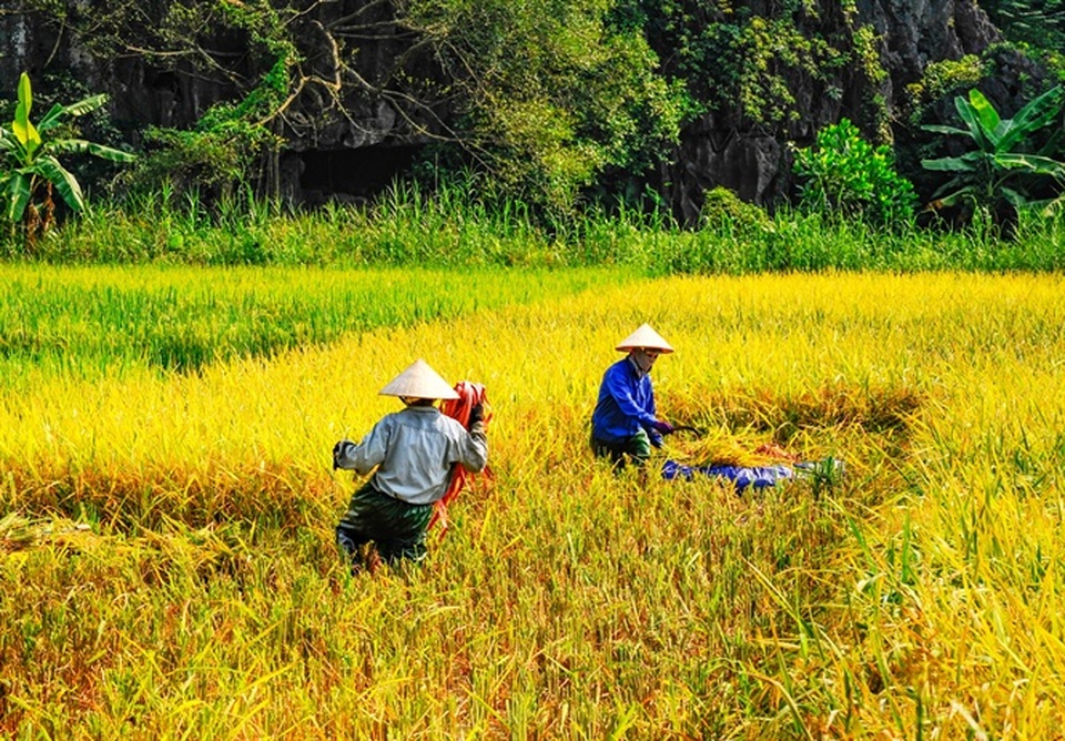 Ninh Bình được mùa: Những bức tranh tuyệt đẹp đầy màu sắc - 3 Ninh Bình được mùa: Những bức tranh tuyệt đẹp đầy màu sắc - 3