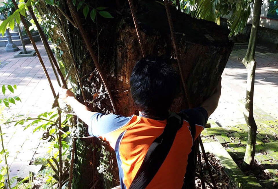 Một người dang tay ôm cũng không hết gốc sưa.