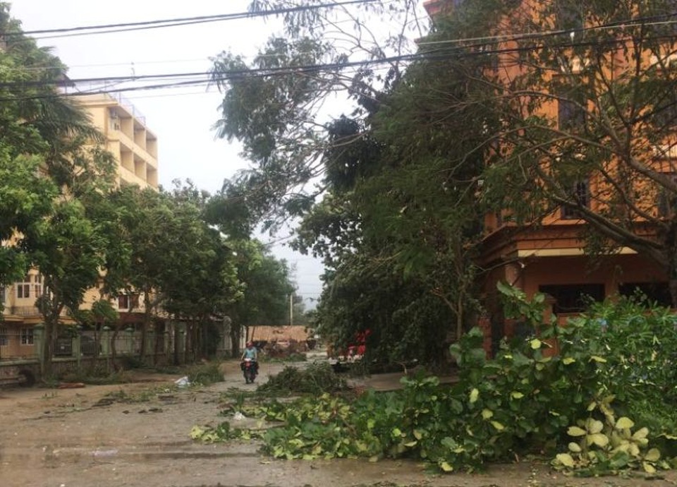 Bão quét qua, cây đổ ngổn ngang, nhiều đường bị ngập - 33
Thanh Hóa dù không nằm trong vùng tâm bão vẫn ngổn ngang cây gãy đổ.
