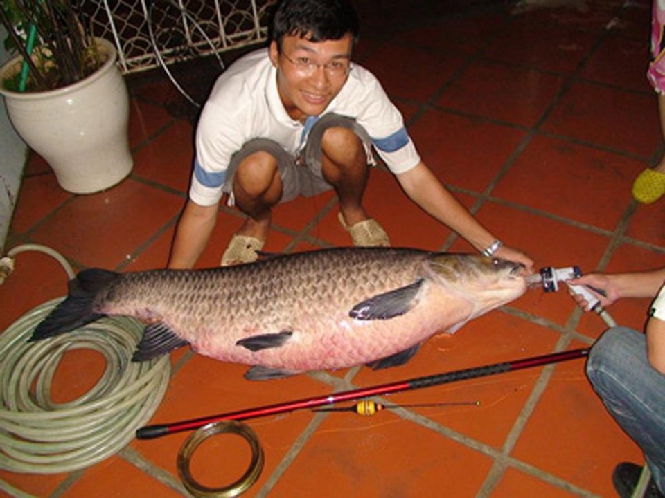 Cá trắm đen khổng lồ hiếm có: Mỗi lần xuất hiện gây xôn xao - 9
Cụ cá trắm đen nặng 37,2 kg ở Hồ Tây.