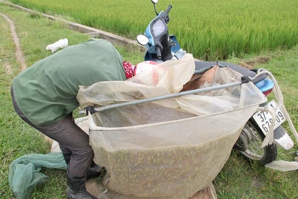 "Hốt" bạc triệu mỗi ngày từ nghề chạy xe săn châu chấu làm mồi nhậu - 3 "Hốt" bạc triệu mỗi ngày từ nghề chạy xe săn châu chấu làm mồi nhậu - 3