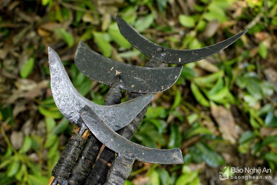 Mạo hiểm, liều mạng nghề ăn cơm dưới đất, hái trám "trên trời" - 3 Mạo hiểm, liều mạng nghề ăn cơm dưới đất, hái trám "trên trời" - 3