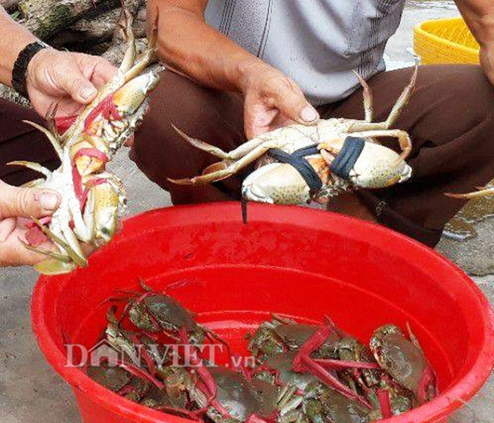 Kiếm vài triệu/ngày nhờ nuôi tôm, cua, sò huyết ở chung 1 ao - 3 Khi đến vụ thu hoạch cua, mỗi hộ thu vài triệu đồng/ngày (Ảnh: La Nguyen).