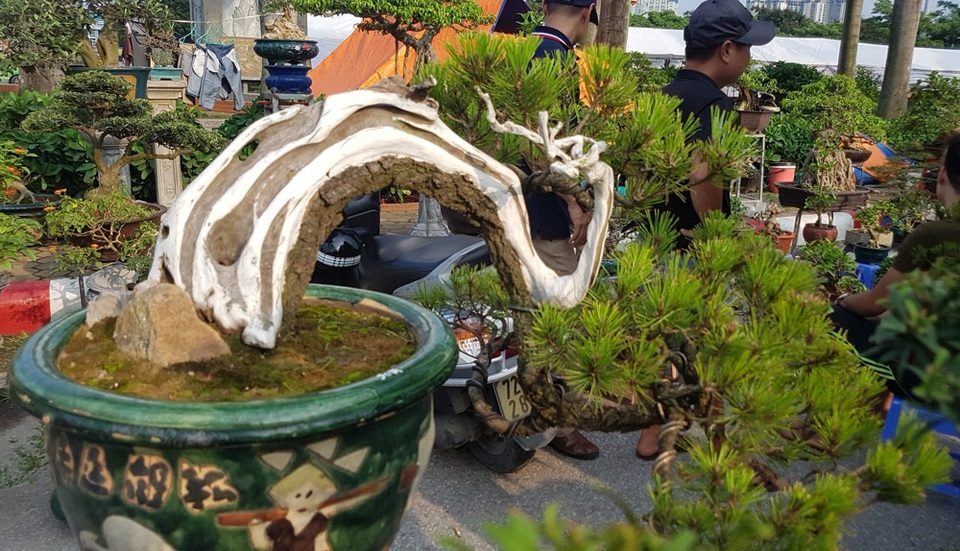 
Phần thân cây bị lũa được quét sơn trắng - tạo điểm nhấn cho cây
