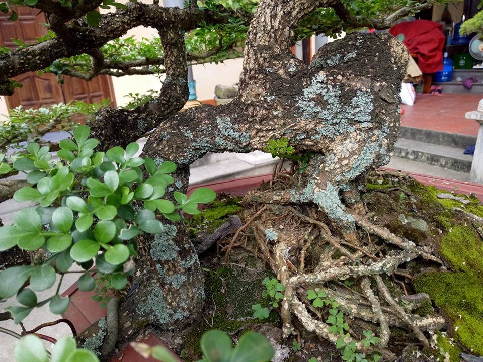 Săn cây "cần thăng" đồn giúp thăng quan tiến chức, giá nghìn đô? - 3 Săn cây "cần thăng" đồn giúp thăng quan tiến chức, giá nghìn đô? - 3