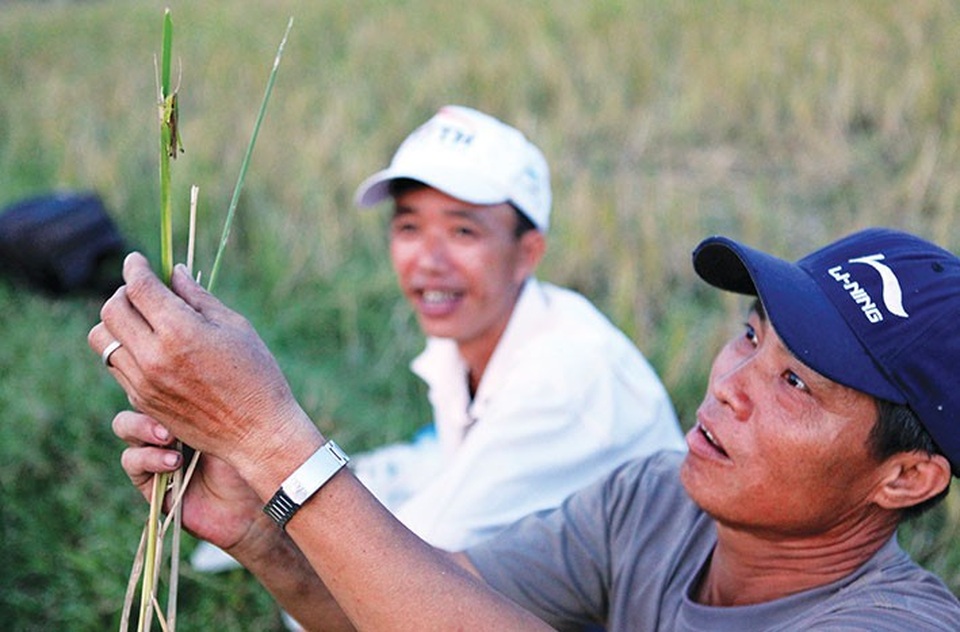 Một con chấu cái đang trưởng thành. Đi bắt chấu cũng như đi câu cá, hôm nào may mắn thì bắt được nhiều chấu cái, to, béo, bán được giá hơn chấu đực.