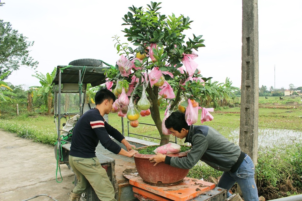 Lão nông thu lãi nửa tỷ đồng mỗi năm nhờ cây ghép 10 loại quả - 9 Sau đó, cây được vận chuyển nhẹ nhàng ra xe để đưa về các tỉnh thành trên cả nước.