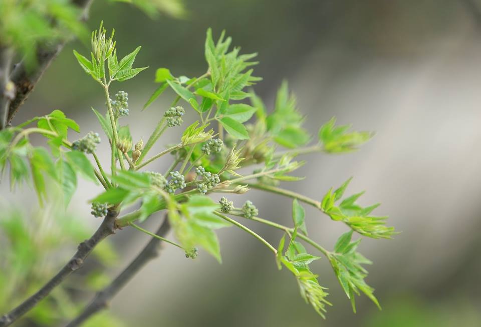 Hoa xoan dịu dàng gợi nhớ tuổi thơ - 9