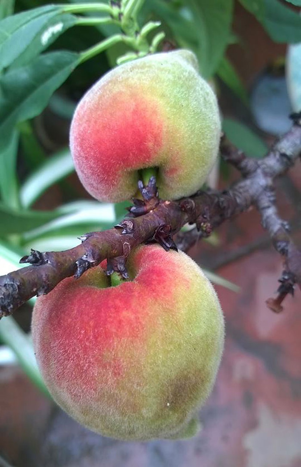 Vườn đào thất thốn ở lưng trời: Thân nhỏ xíu, sai trĩu quả - 10
Hiện đào bắt đầu chín và cho thu hoạch