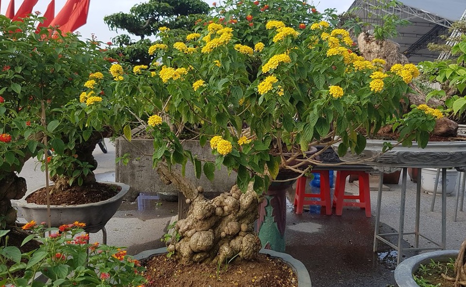 
Cây ngũ sắc - một loại cây rừng mọc nhiều trong các vùng miền núi miền tây Nam Bộ, hấp dẫn người xem bởi thân cây nhiều u bướu như những cục đá xếp cạnh nhau
