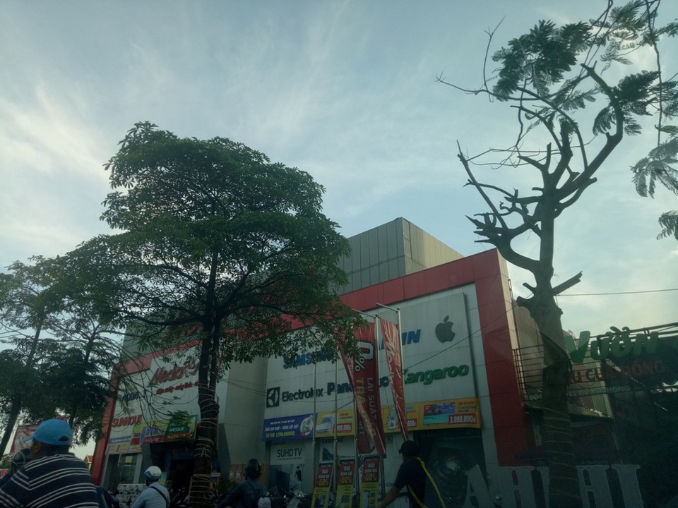 Hàng nghìn cây phượng "xơ xác" ngay trước Lễ hội Hoa phượng đỏ - 8 Hàng nghìn cây phượng "xơ xác" ngay trước Lễ hội Hoa phượng đỏ - 8