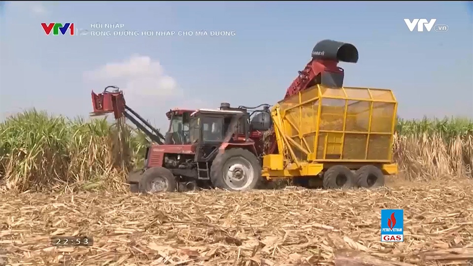 Con đường hội nhập của mía đường đang rộng mở - 2 Con đường hội nhập của mía đường đang rộng mở - 2