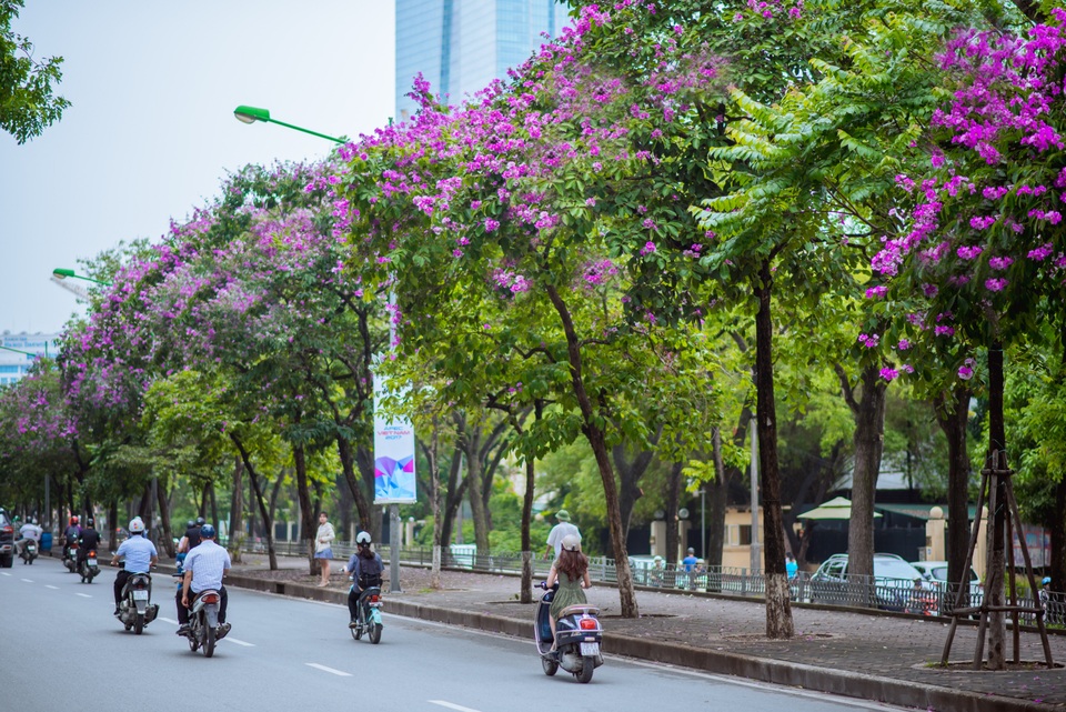 Đường Kim Mã (Hà Nội) những ngày này nhuộm tím sắc bằng lăng