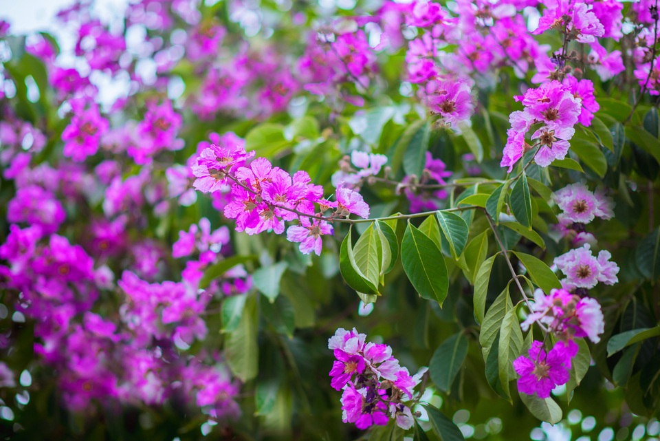 Hoa bằng lăng khi nở sẽ có màu tím đậm, sau đó nhạt dần trước khi rụng.