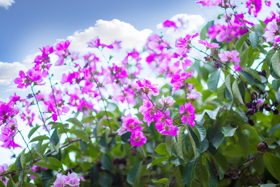 Màu tím của loài hoa này còn len lỏi ở những con phố nhỏ tạo cảm giác yên bình giữa chốn phồn hoa đô thị