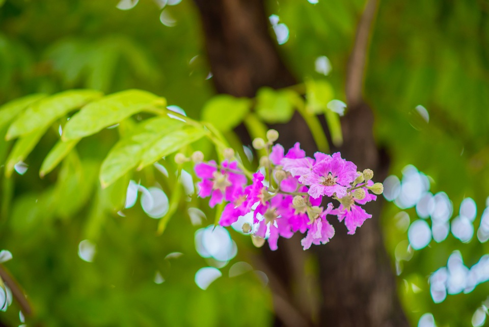 Bằng lăng thường nở sớm vào đầu hè nên đây còn được coi là loài hoa báo hiệu mùa hè về