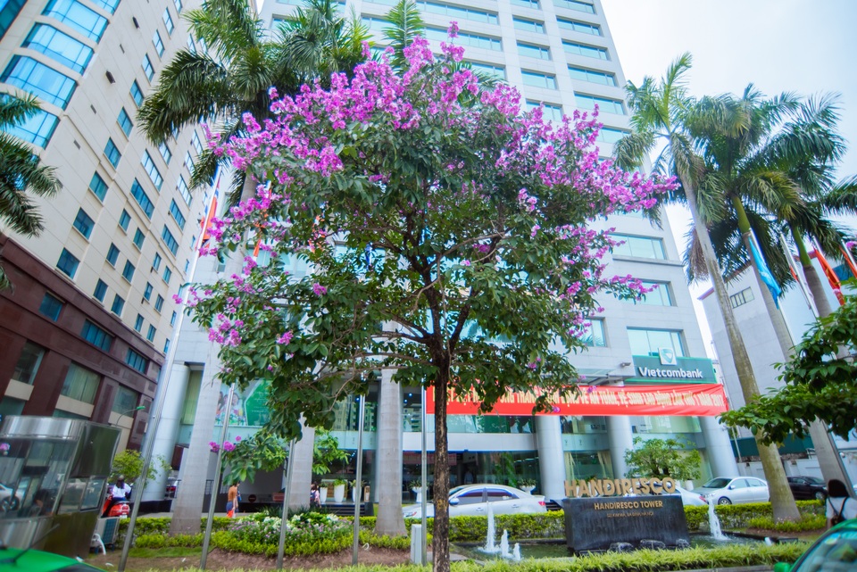 Ở Hà Nội, bằng lăng được trồng nhiều ở các con phố nhưng đẹp và ấn tượng nhất phải kể đến phố: Nguyễn Thái Học, Kim Mã, Mỹ Đình, Hoàng Quốc Việt…