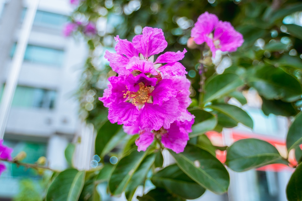 Hoa bằng lăng có nguồn gốc từ Ấn Độ với màu sắc tím nhạt, ở Việt Nam thường được trồng để làm cảnh quan đô thị. Những cánh hoa mỏng tang, khoe sắc rực rỡ dưới nắng hè làm nên vẻ đẹp rất riêng cho Hà Nội.