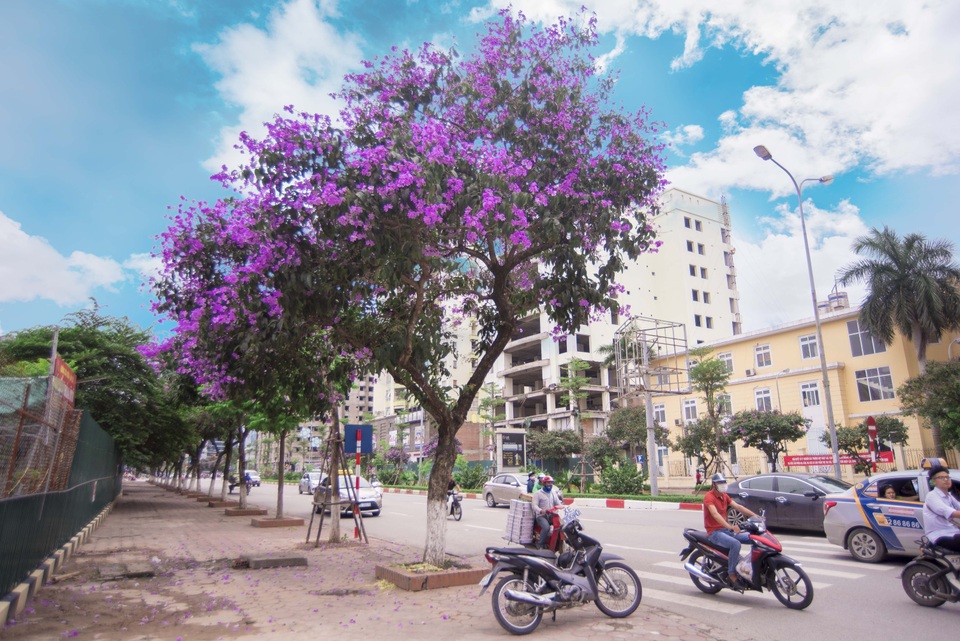 Mỗi tháng của Hà Nội đều ứng với một mùa hoa đặc trưng. Nếu như tháng 3 là mùa của những bông hoa sưa nhỏ xinh, khoe sắc trắng tinh khiết, tháng 4 mùa của hoa loa kèn dịu dàng khắp phố thì tháng 5 là sắc tím đặc trưng của bằng lăng. Những ngày đầu hạ, đi giữa phố phường dưới những hàng cây bằng lăng, khoe sắc bỗng cảm thấy tâm hồn trở nên thư thái, bình yên đến lạ.