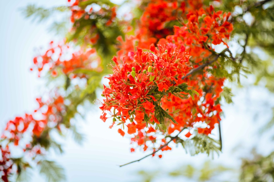 Hoa phượng nở thành từng chùm, từ tháng 5 đến giữa tháng 9 hàng năm