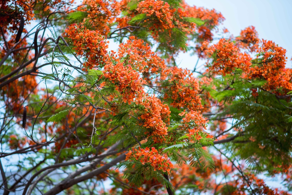 Những chùm hoa phượng như những đốm lửa rực rỡ góp phần tôn thêm vẻ thơ mộng cho mùa hè.