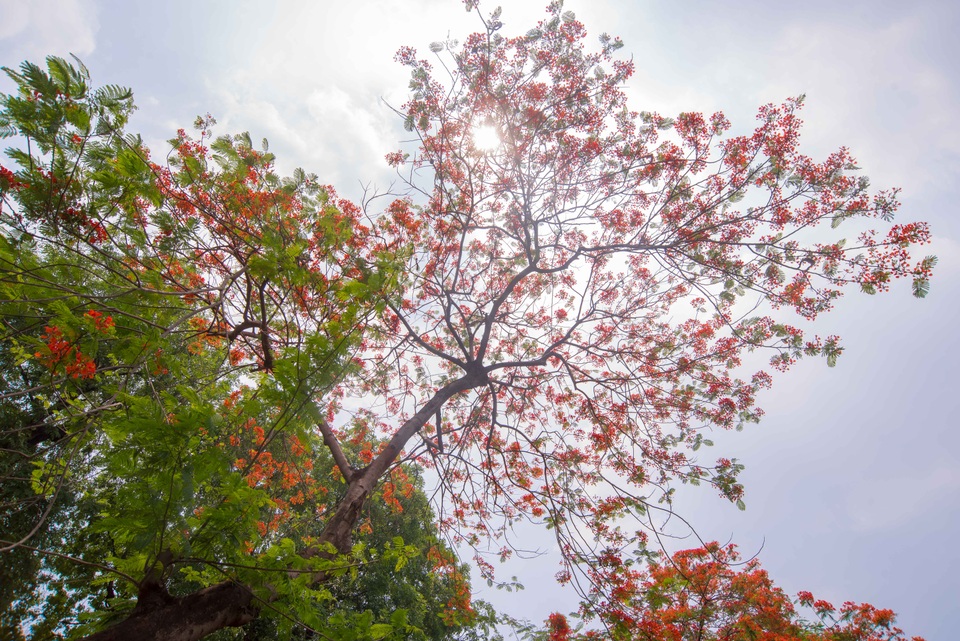 Những chùm hoa phượng nổi bật trên nền trời xanh biếc