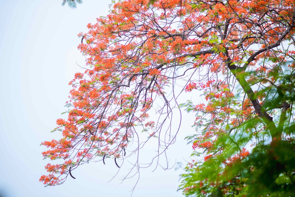 Vẻ đẹp nao lòng của những con đường hoa phượng đẹp nhất Hà Nội - 13